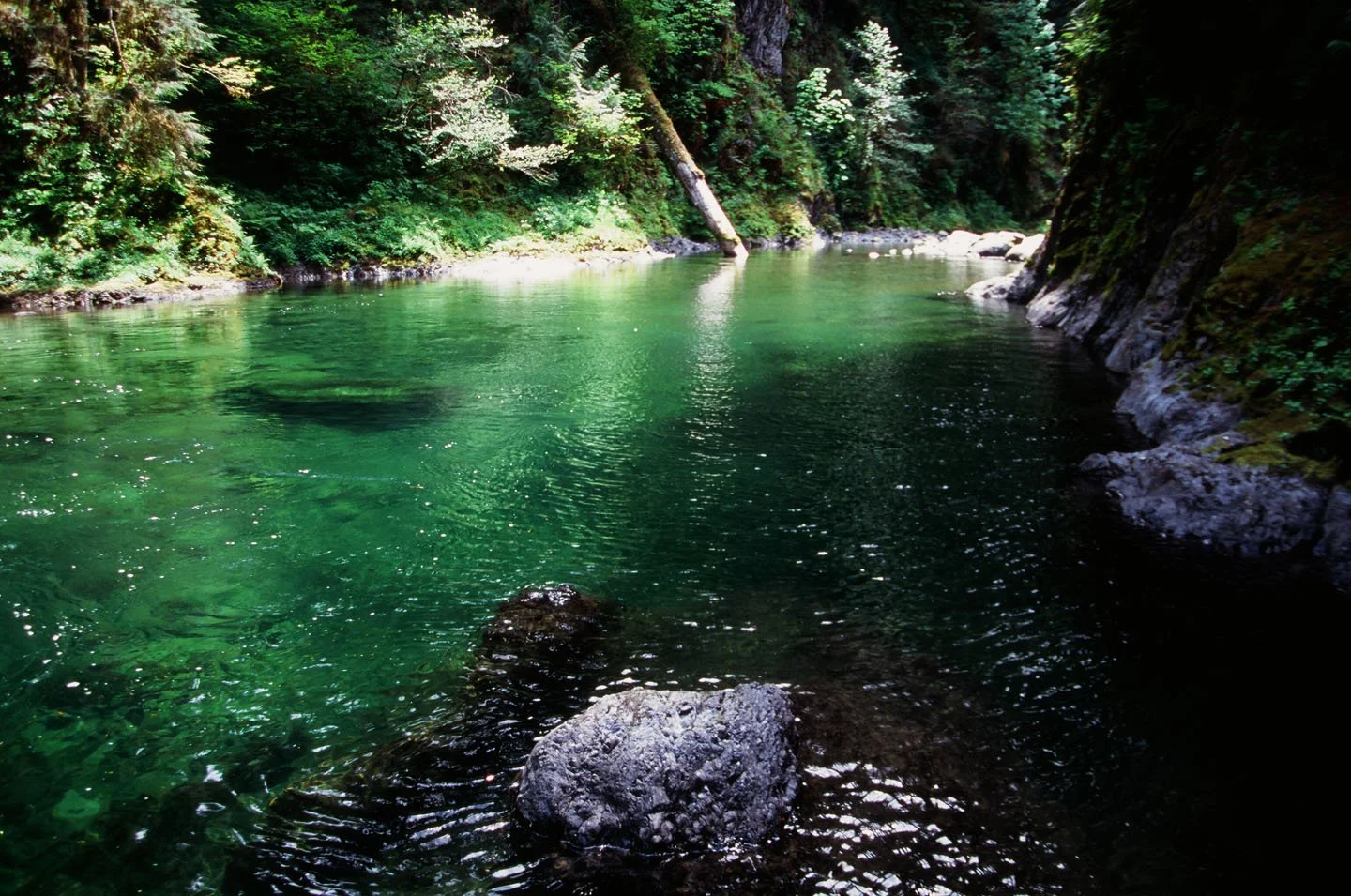 Olympic Rain Forest — Rosette Royale